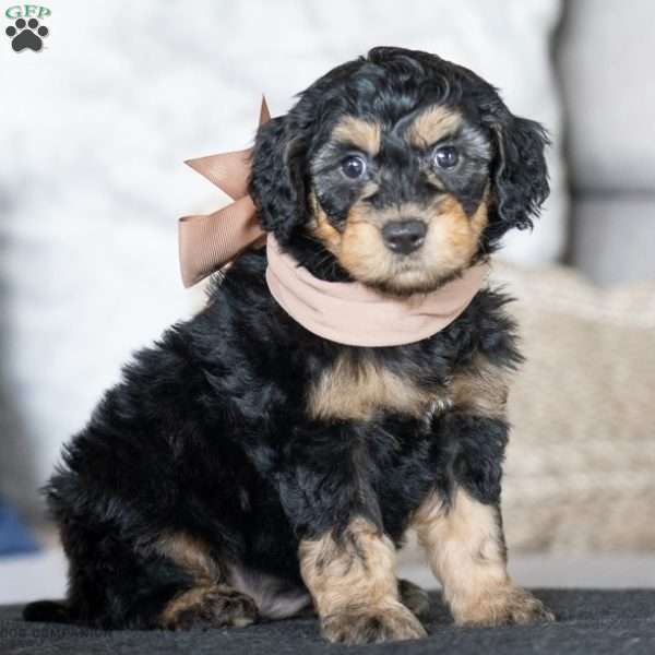 Willow, Golden Mountain Doodle Puppy
